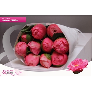 Paeonia Salmon Chiffon | Heavy Quality