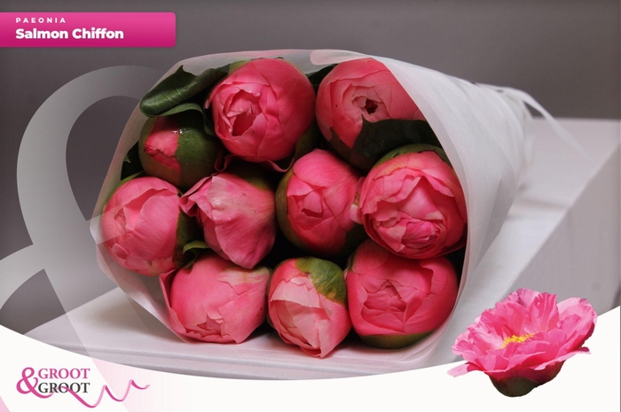 <h4>Paeonia Salmon Chiffon | Heavy Quality</h4>