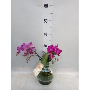 Phalaenopsis   ...mix