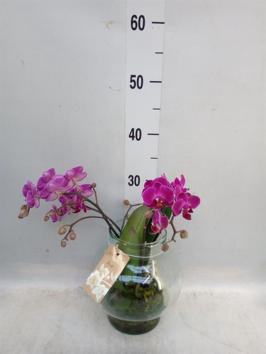 <h4>Phalaenopsis   ...mix</h4>