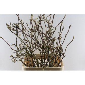 Magnolia Grandiflora Ex