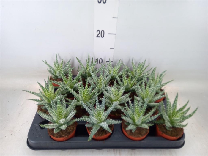 <h4>Aloe humilis</h4>