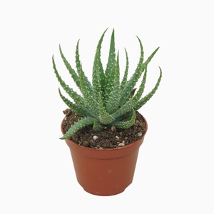 Aloe humilis