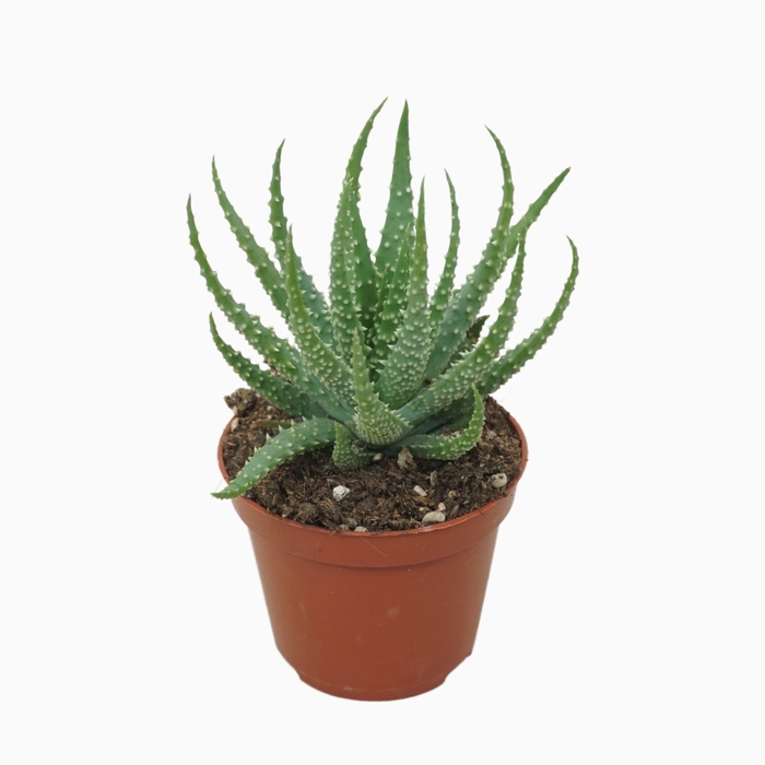 <h4>Aloe humilis</h4>