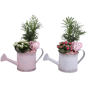 Mothersday Arr. Indoor Zinc WateringCan Vintage Ø36cm 2PP