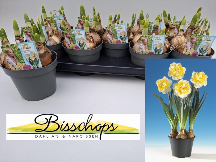 arr8 Narc D Westward