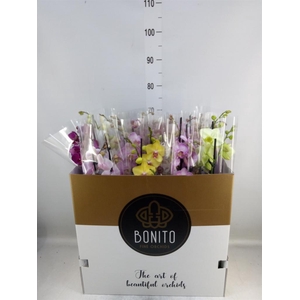 Phalaenopsis   ...mix  7