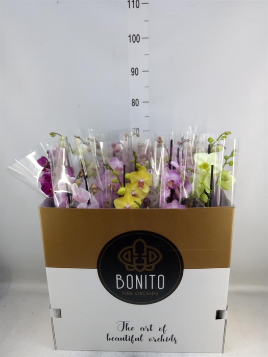 <h4>Phalaenopsis   ...mix  7</h4>