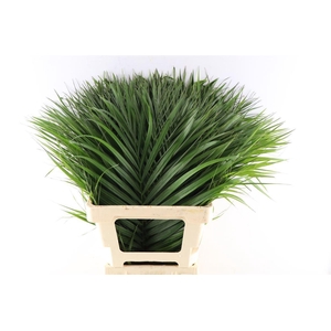 Cane Palm 70cm