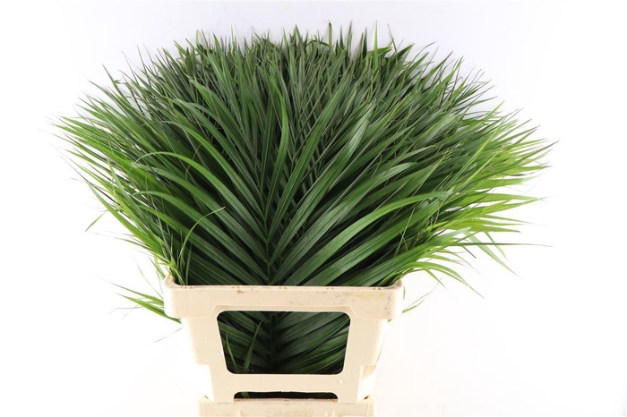 <h4>Cane Palm 70cm</h4>