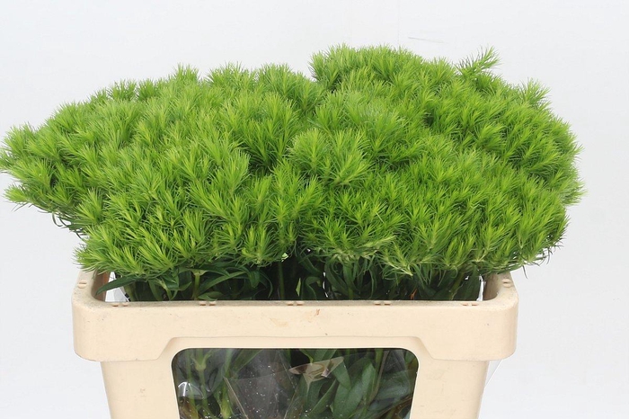 <h4>Dianthus Br Kiwi Mellow</h4>