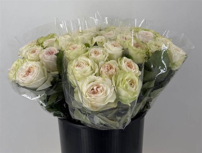 <h4>R Gr Lorena Summerh</h4>