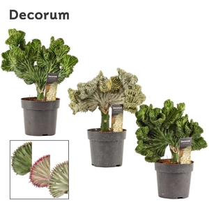 Euphorbia Lactea 14 cm MIx (Decorum)