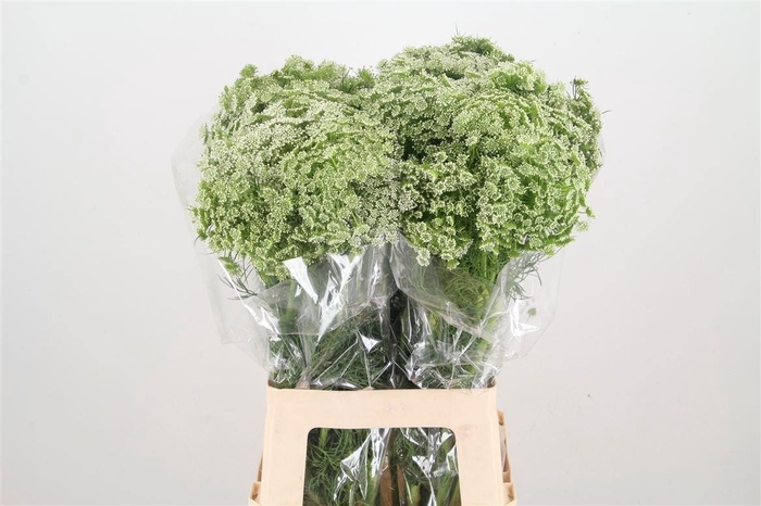 <h4>Ammi Visnaga</h4>