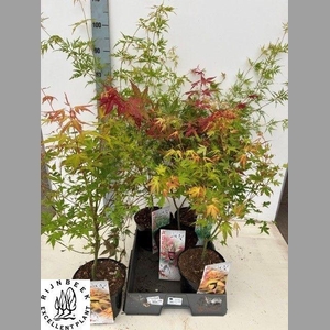 ACER OV