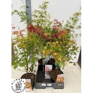ACER OV
