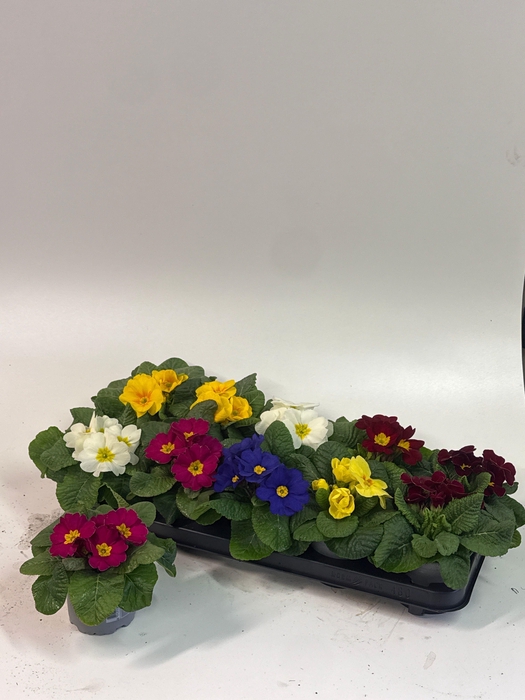 <h4>PRIM AC GEM</h4>