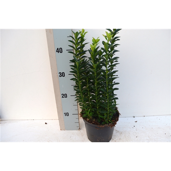 <h4>Euonymus japonicus 'Pulchellus'</h4>