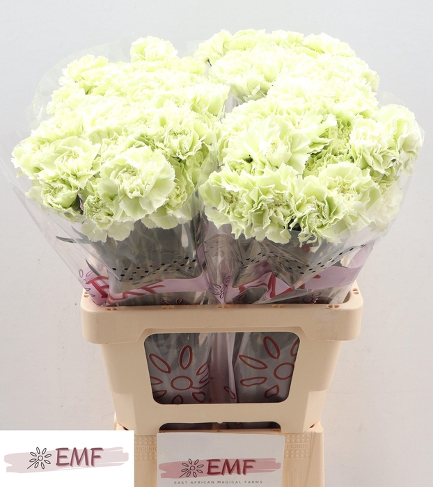 <h4>DI ST PRADO MINT</h4>