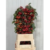 Malus Red Sentinel