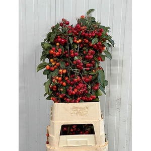 Malus Red Sentinel