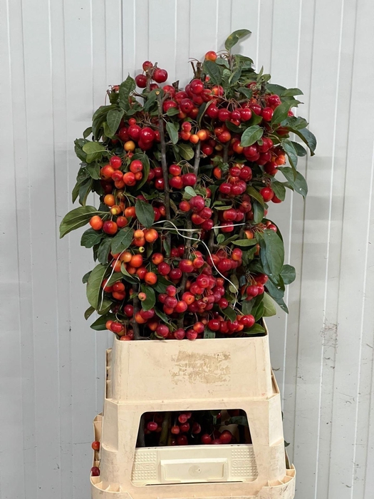 <h4>Malus Red Sentinel</h4>