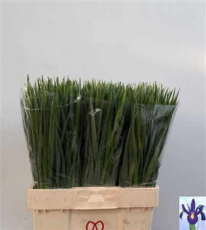 <h4>Iris Blue Magic</h4>