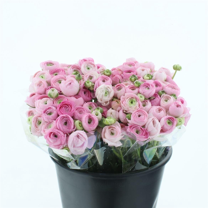 <h4>Ran El Sr Soft Pink Extra</h4>