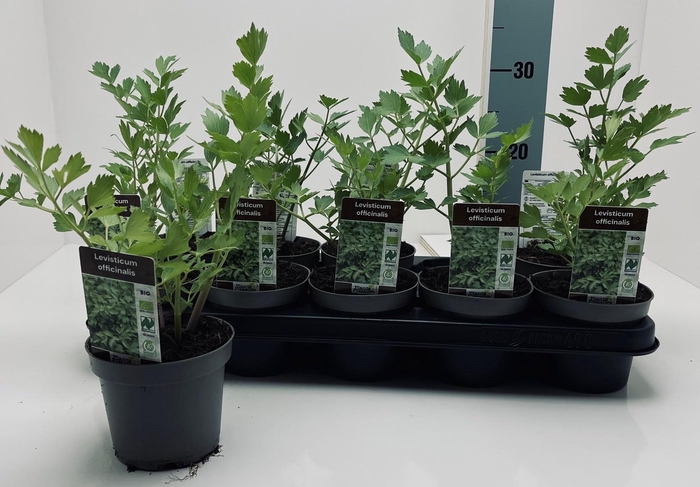 <h4>LEVI OFFICINALE</h4>