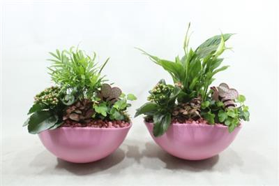 <h4>Sc05 Eyleen Pink</h4>