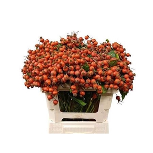 Rosa Mandarin Hiphop