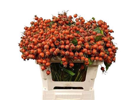 <h4>Rosa Mandarin Hiphop</h4>