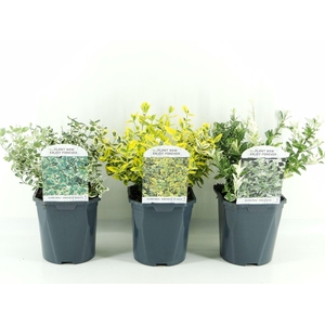 Euonymus fortunei