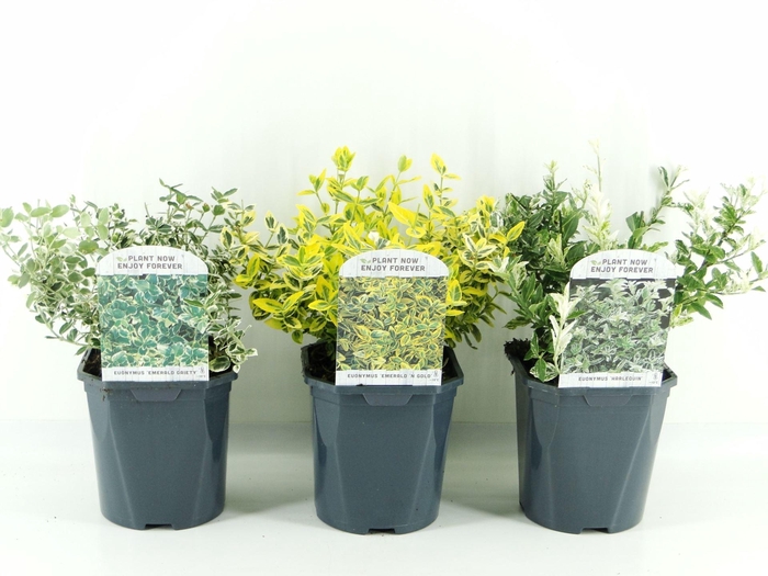<h4>Euonymus fortunei</h4>