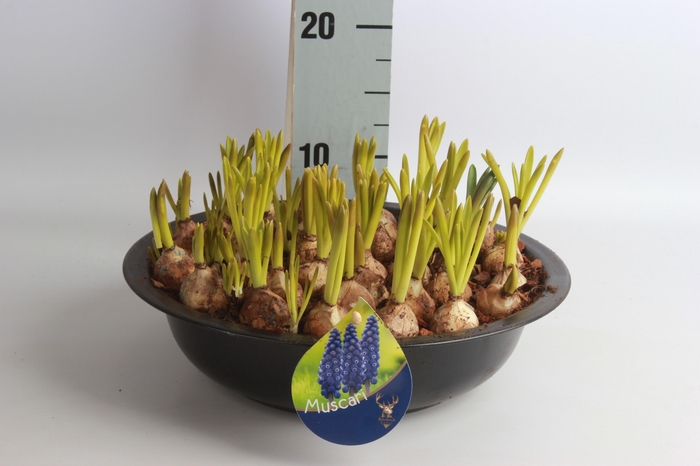 <h4>ARR MUSCARI</h4>