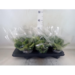 Primulina dryas 'Pretty Turtle'