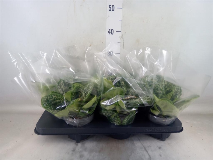 <h4>Primulina dryas 'Pretty Turtle'</h4>