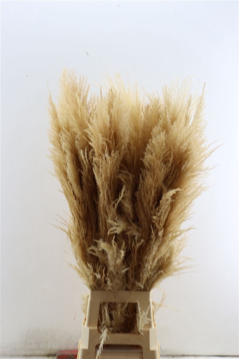 <h4>Dried Cortaderia Zaquara Semi Bleached 100cm</h4>