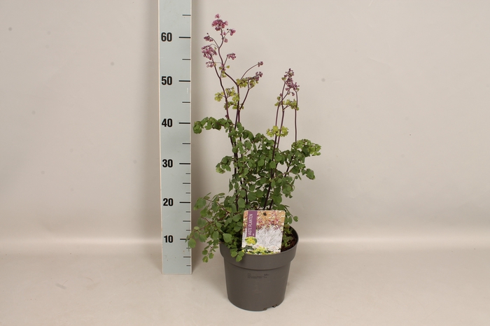 vaste planten 19 cm  Thalictrum Thundercloud