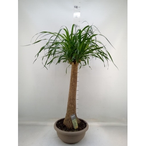 Beaucarnea recurvata