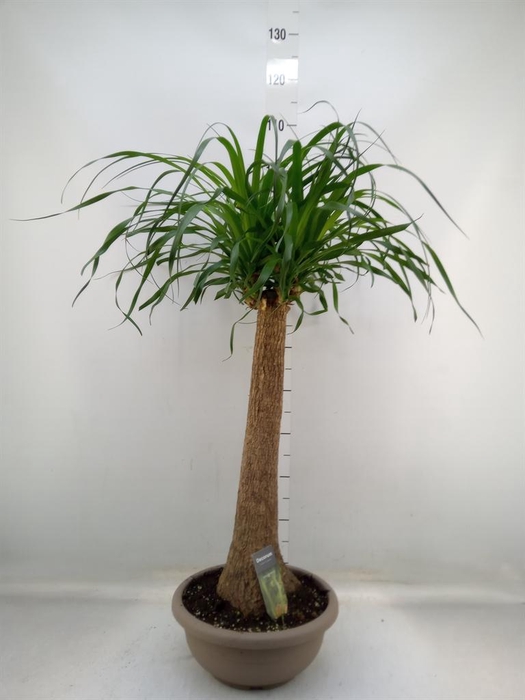 <h4>Beaucarnea recurvata</h4>