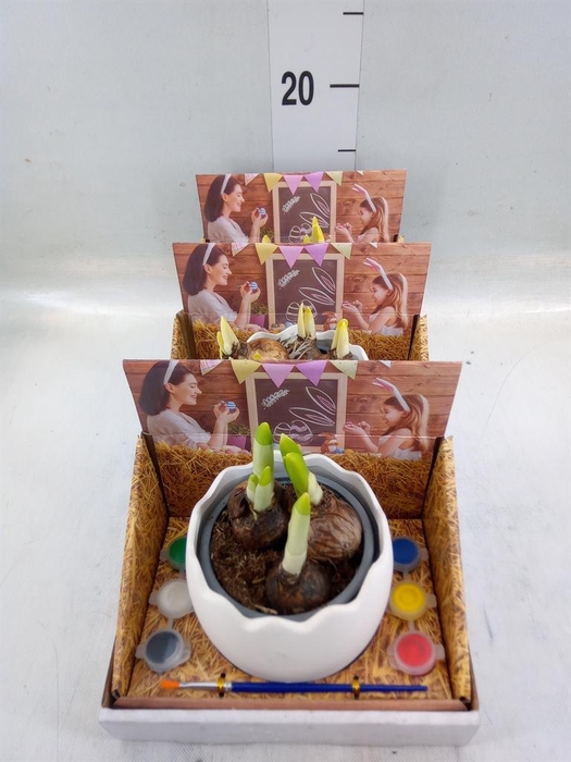 <h4>Arr.  Narcissus Tete Tete L%</h4>