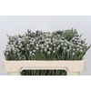 Kaaps Groen Silver Brunia