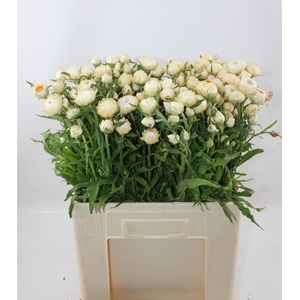 HELICHRYSUM wit vba
