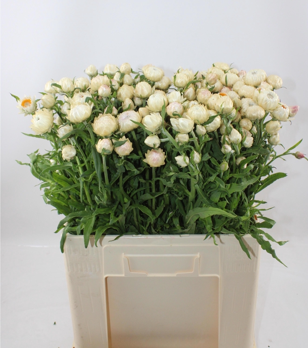 <h4>HELICHRYSUM wit vba</h4>