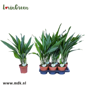 Aspidistra elatior