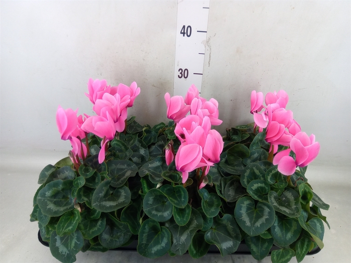 <h4>Cyclamen GR 'Leopardo'</h4>