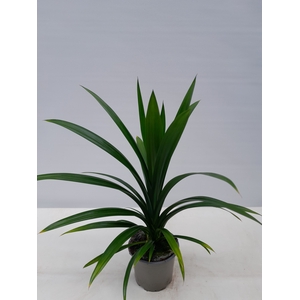 PANDANUS VEITCHII p12