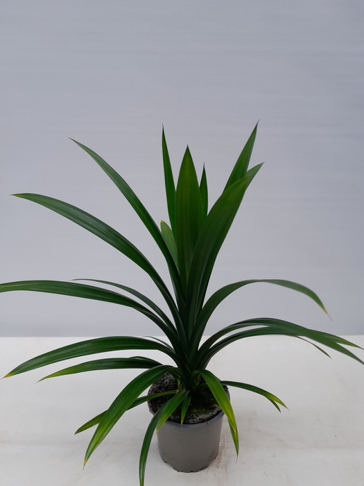 PANDANUS VEITCHII p12