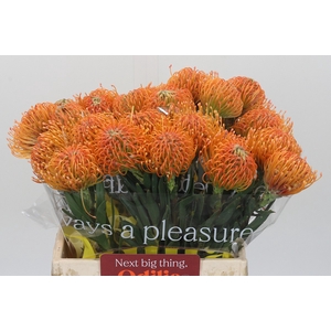 Nutans Ayoba Peach